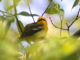 Blue-winged Warbler