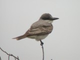 Gray Kingbird