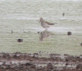 White-rumped Sandpiper