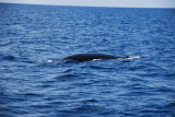 A whale?
