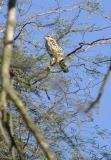 Gray Hawk (imm), Bentsen SP