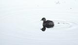 Least Grebe, Bentsen SP