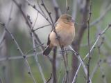 White-collared Seedeater, Laredo