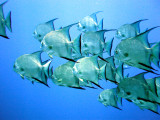 Atlantic Spadefish