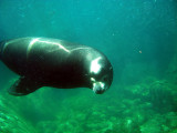 California Sea Lion