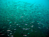 Schooling fish