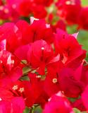 Bougainvillea