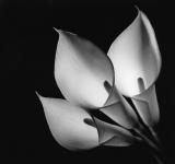 Callas
