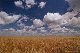 Kay County Wheat