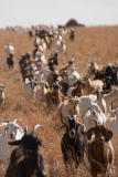 Goats 1 Southern Kansas.jpg