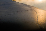 Sunset Duck Tracks Across Ice on the Mill Pond  ~  April 14