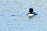 Common Loon  ~  April 19