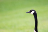 Canada Goose in the Rain  ~  May 29