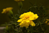 Yellow Marigold  ~  June 26