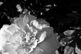 Marigold Black & White  ~  September 5