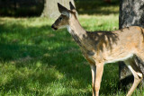 Deer  ~  September 7