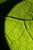 Leaf Macro  ~  September 17