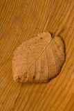 Fallen Leaf  ~  October 10