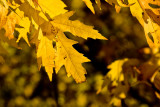 Maple Autumn  ~  October 20