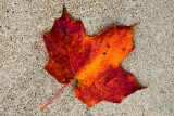 Maple Leaf  ~  October 22