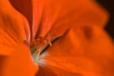 Red Geranium Macro ~ December 1