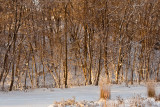 Winter Amongst the Trees  ~  December 18