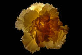 Carnation  ~  February 15  [7]
