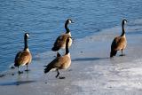 Goose Walk  ~  March 14