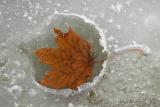 Leaf in Ice  ~ March 29  [26]