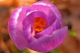 Second Flower of Spring  ~  April 11  [7]