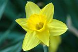 Daffodil  ~  April 19  [5]