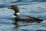 Common Loon  ~  April 20  [7]
