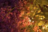 Phlox by Night  ~  May 25  [6]