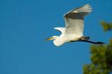 Egret in Flight  ~  June 21  [11]