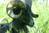 Bighorn Sheep