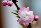 Flowering Tree  ~ May 5  [12]