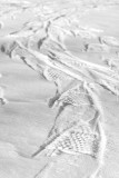 Snowshoe Tracks  ~  January 29  [5]
