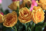 IMG_1834s.jpg