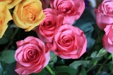 IMG_1850ai.jpg