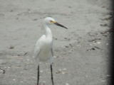 Bird chilling at the beach, what a life!!!.JPG