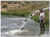 Fish Stocking in WY