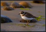 Semipalmated Plover