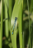 Azure Damselfly (male)