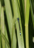 Blue-tailed Damselfly (male)