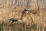 Bittern