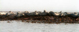 Farne Islands