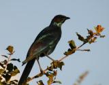 Glossy Starling Londolozi