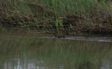 African Finfoot Londolozi