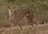 Cheetah Londolozi