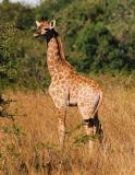 Baby Giraffe Phinda